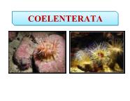 Giáo trình Cổ sinh vật học - Chương 6: Coelenterata