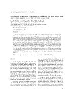 Nghiên cứu hoạt động của promoter LRR-RIK VIII điều khiển tính chống chịu arsenic trong cây mô hình Arabidopsis
