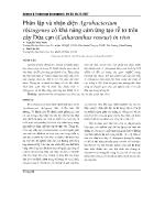 Phân lập và nhận diện Agrobacterium rhizogenes có khả năng cảm ứng tạo rễ tơ trên cây Dừa cạn (Catharanthus roseus) in vivo  Nguyễ