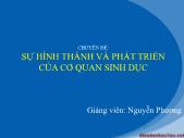 Tiểu luận Sự hình thành và phát triển của cơ quan sinh dục - Nguyễn Hữu Soải