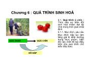 Bài giảng Các quá trình cơ bản trong công nghệ thực phẩm - Chương 6: Quá trình sinh hoá