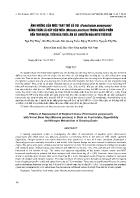 Ảnh hưởng của mức thay thế cỏ voi (Pennisetum purpureum) bằng thân lá cây đậu mèo (Mucuna pruriens) trong khẩu phần đến thu nhận, tiêu hóa thức ăn và chuyển hóa nitơ trên dê