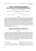 Nghiên cứu tác nhân gây bệnh thối qủa chôm chôm (Nephelium lappaceum L.) sau thu hoạch ở đồng bằng sông Cửu Long