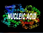 Bài giảng Hoá sinh đại cương - Chương 4: Nucleic acid