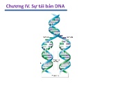 Bài giảng Sinh học phân tử - Chương IV: Sự tái bản DNA
