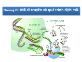 Bài giảng Sinh học phân tử - Chương VII: Mã di truyền và quá trình dịch mã