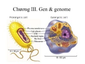 Bài giảng Sinh học phân tử I - Chương III: Gen & genome